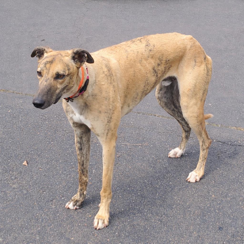 Enlarge Folksy, a ADOPTABLE Greyhound in Allentown, PA image 2/3