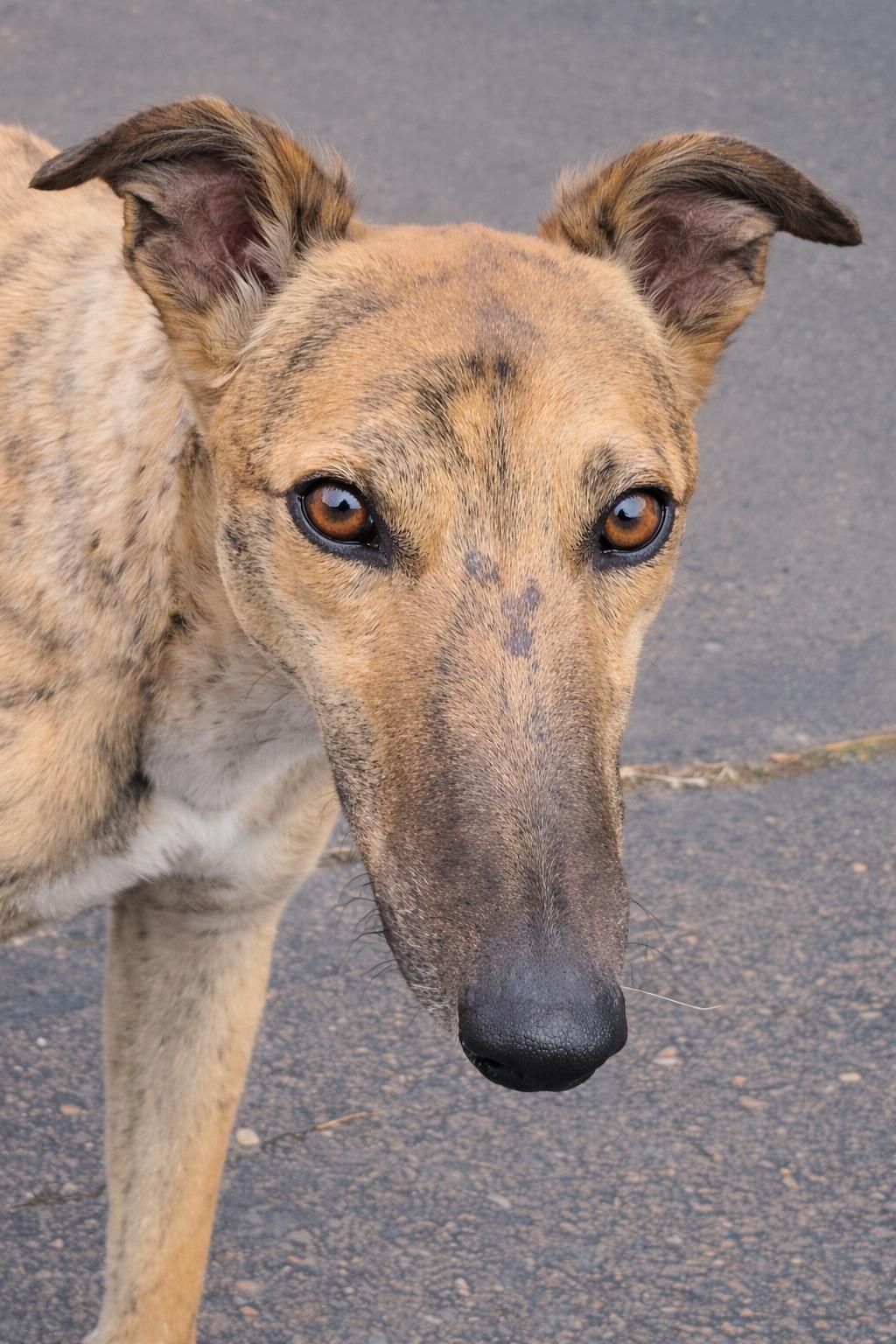 Enlarge Folksy, a ADOPTABLE Greyhound in Allentown, PA image 3/3