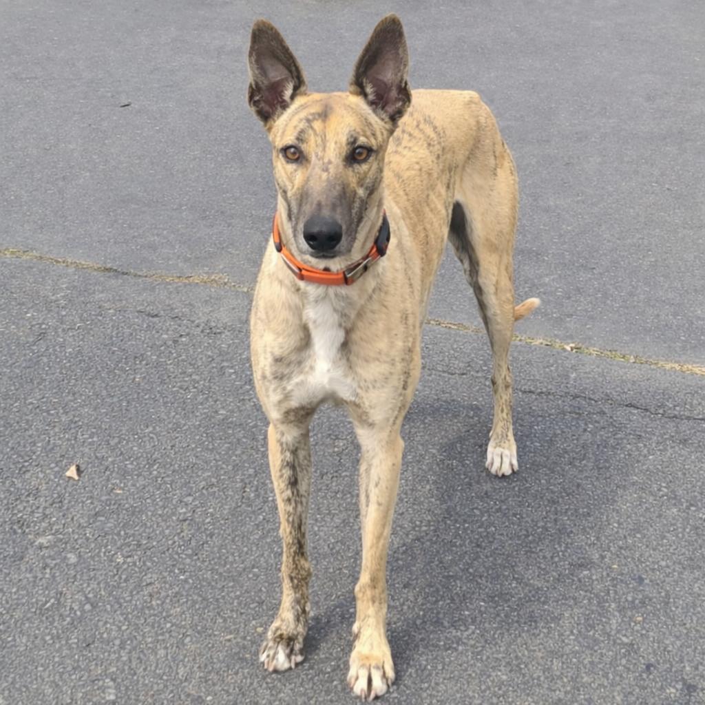 Folksy, ADOPTABLE, Young Female Greyhound.
