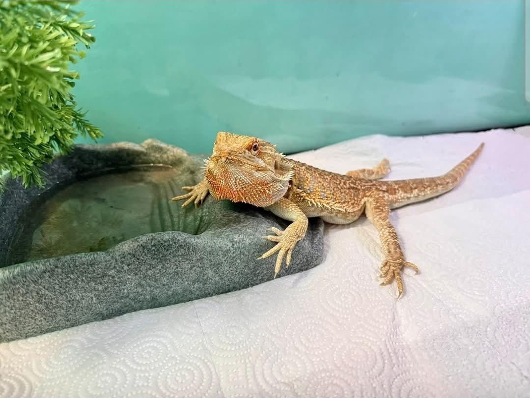 April, ADOPTABLE, Young Female Bearded Dragon.