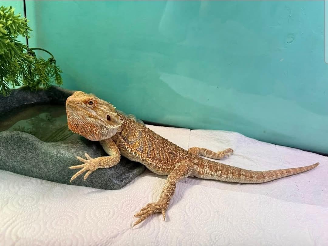 April, a ADOPTABLE Bearded Dragon in Manchester, MD image 2/2