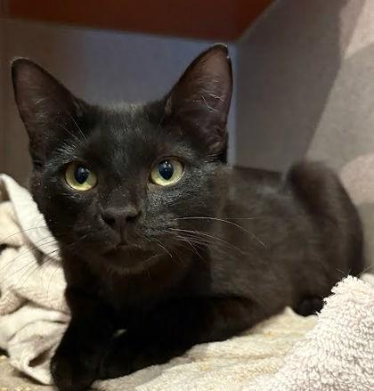 Sloan, Adoptable, Adult Female Domestic Short Hair & Domestic Short Hair.