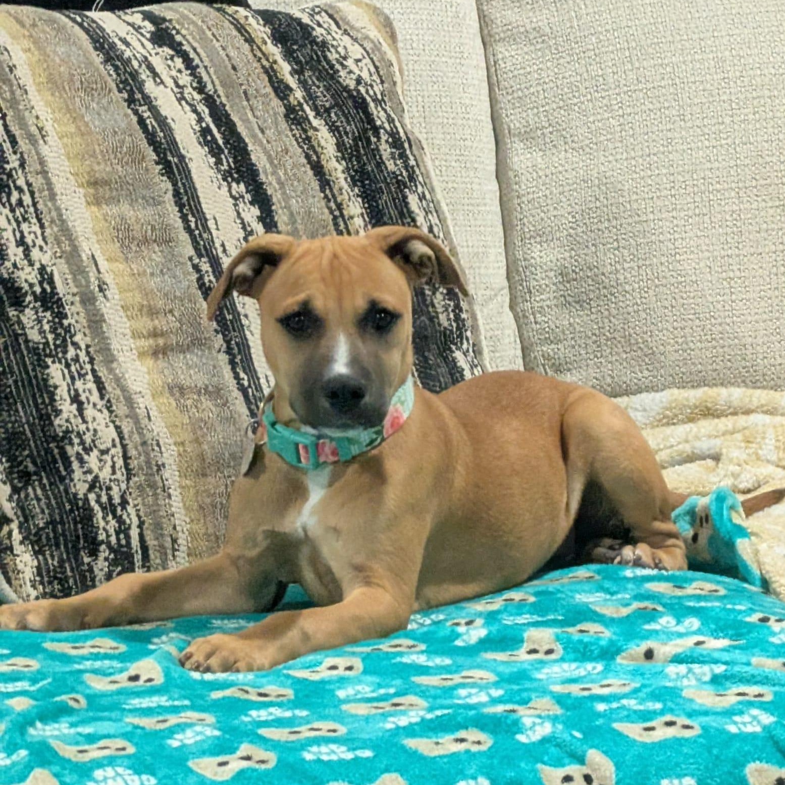 Enlarge Georgie, a Adoptable mixed breed in Oxford, MI image 2/6