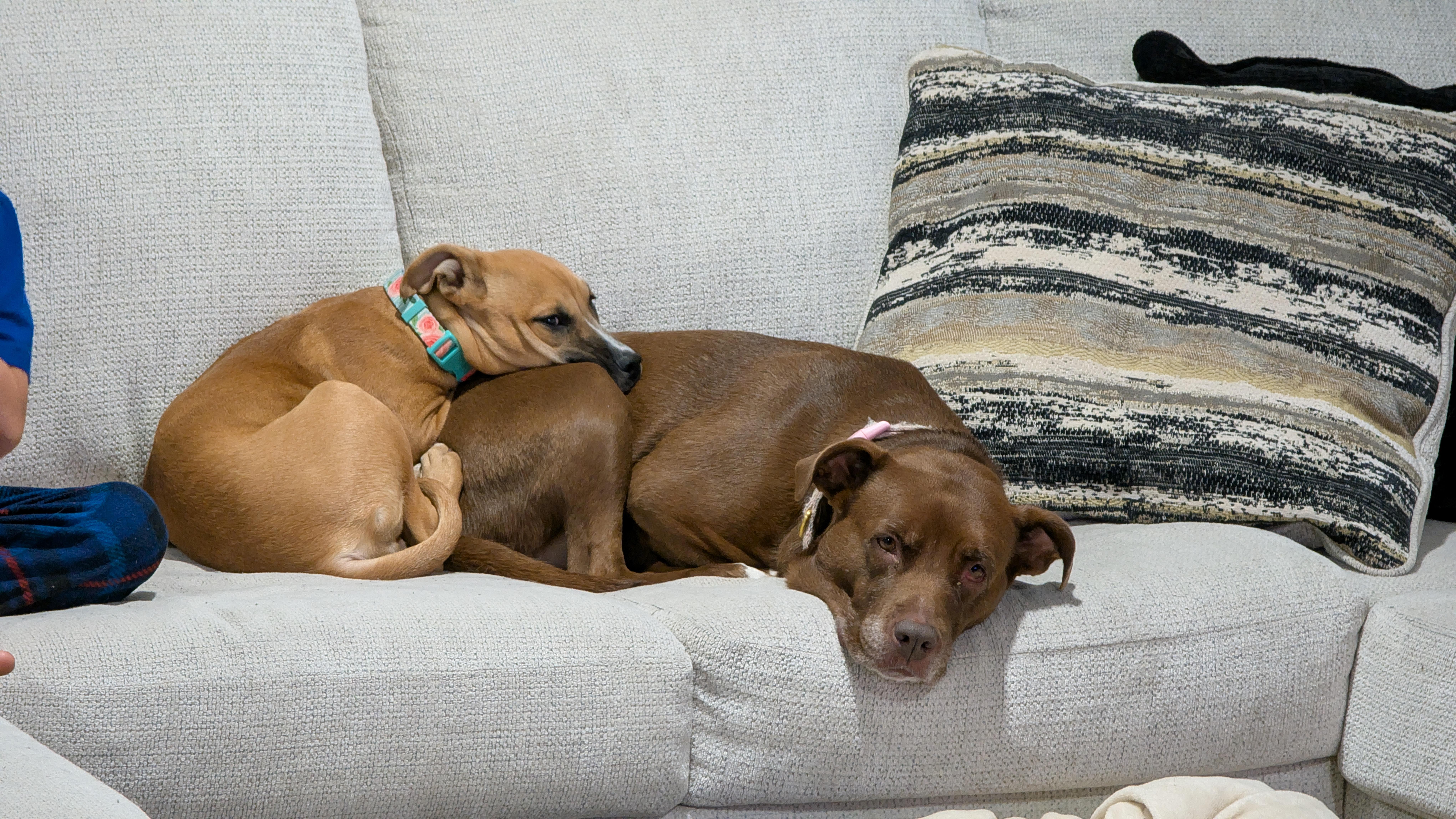 Enlarge Georgie, a Adoptable mixed breed in Oxford, MI image 3/6