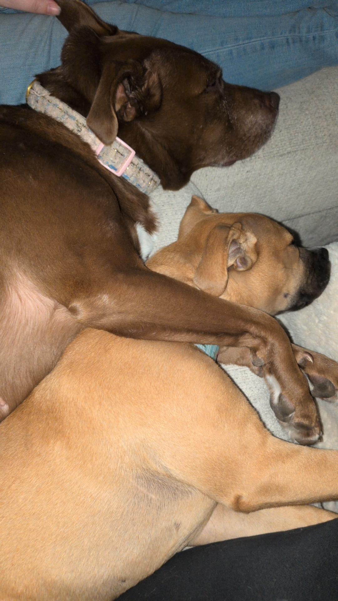 Enlarge Georgie, a Adoptable mixed breed in Oxford, MI image 4/6