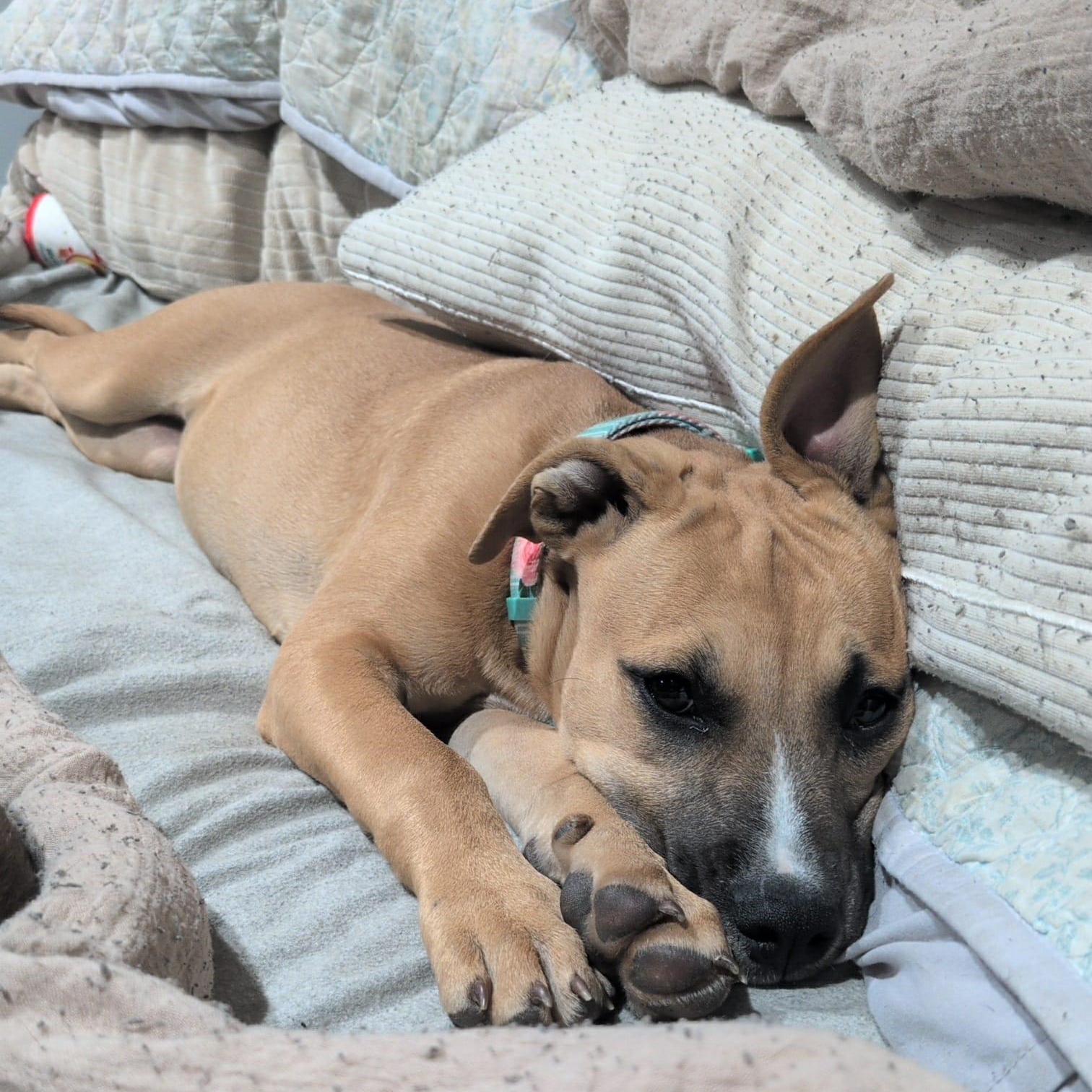 Enlarge Georgie, a Adoptable mixed breed in Oxford, MI image 5/6