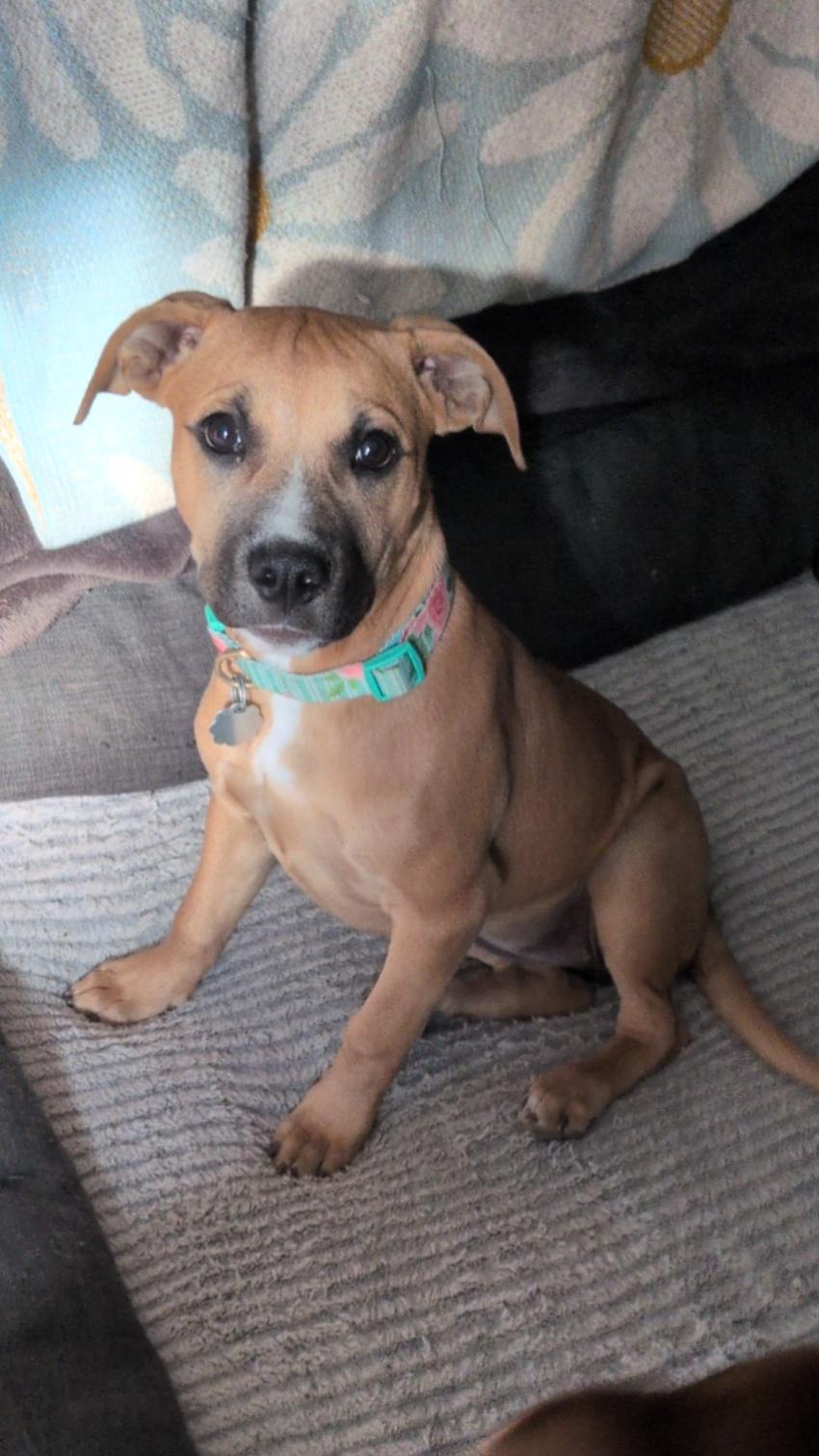 Enlarge Georgie, a Adoptable mixed breed in Oxford, MI image 6/6