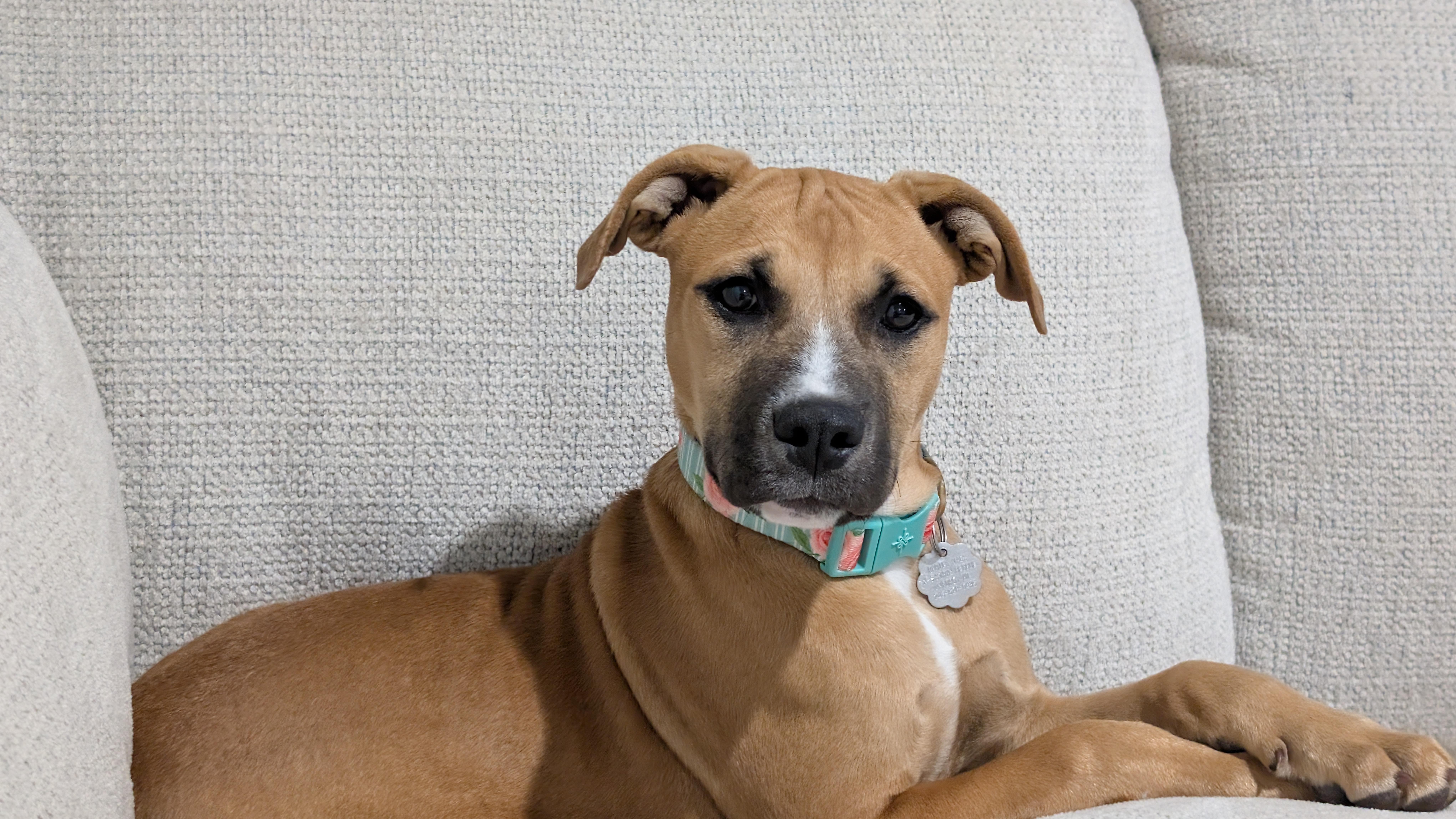 Georgie, Adoptable, Puppy Female Pit Bull Terrier & Mixed Breed.