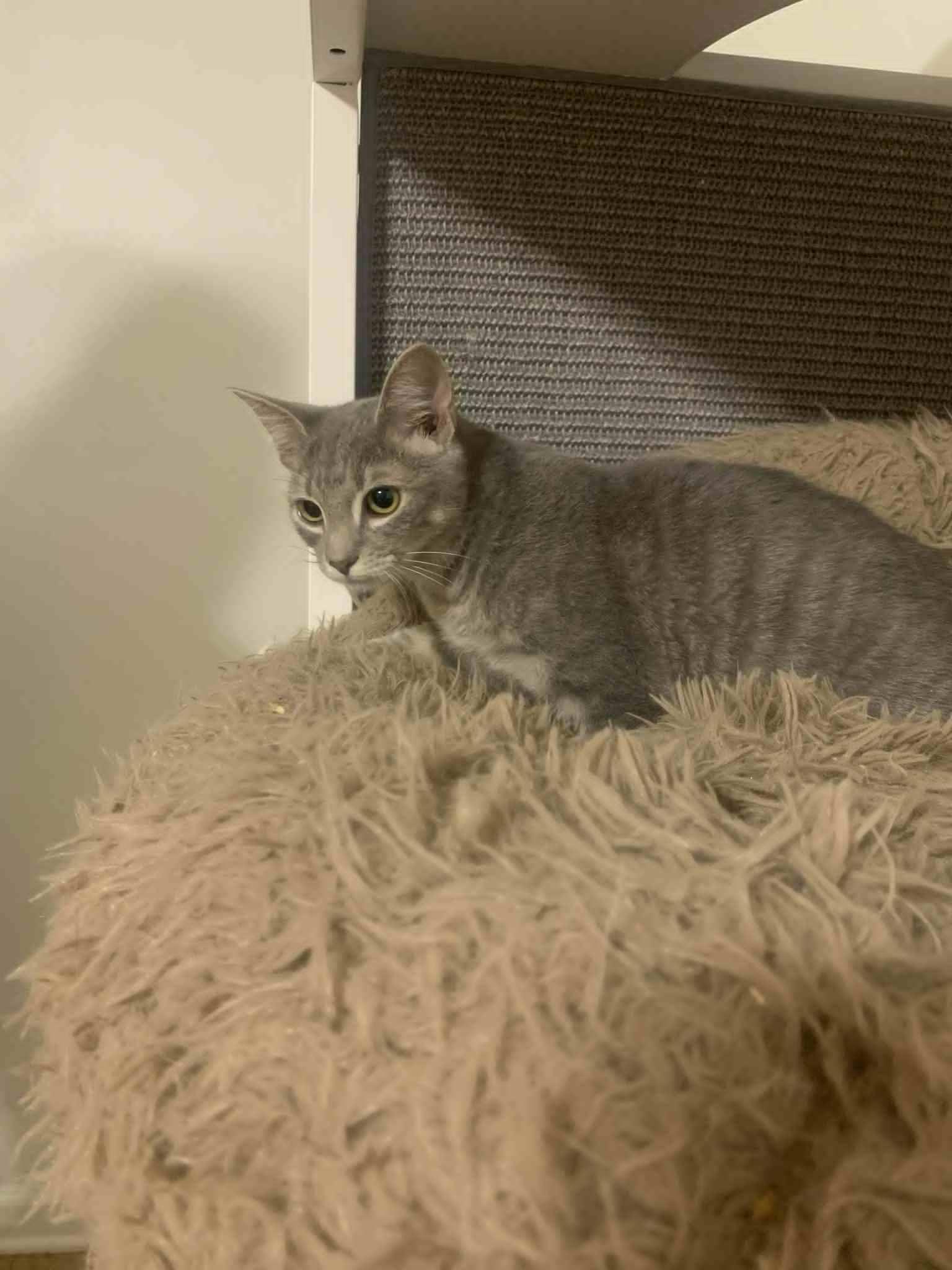 Jubilee, a Adopted Domestic Short Hair in Fredericksburg, VA image 1/6