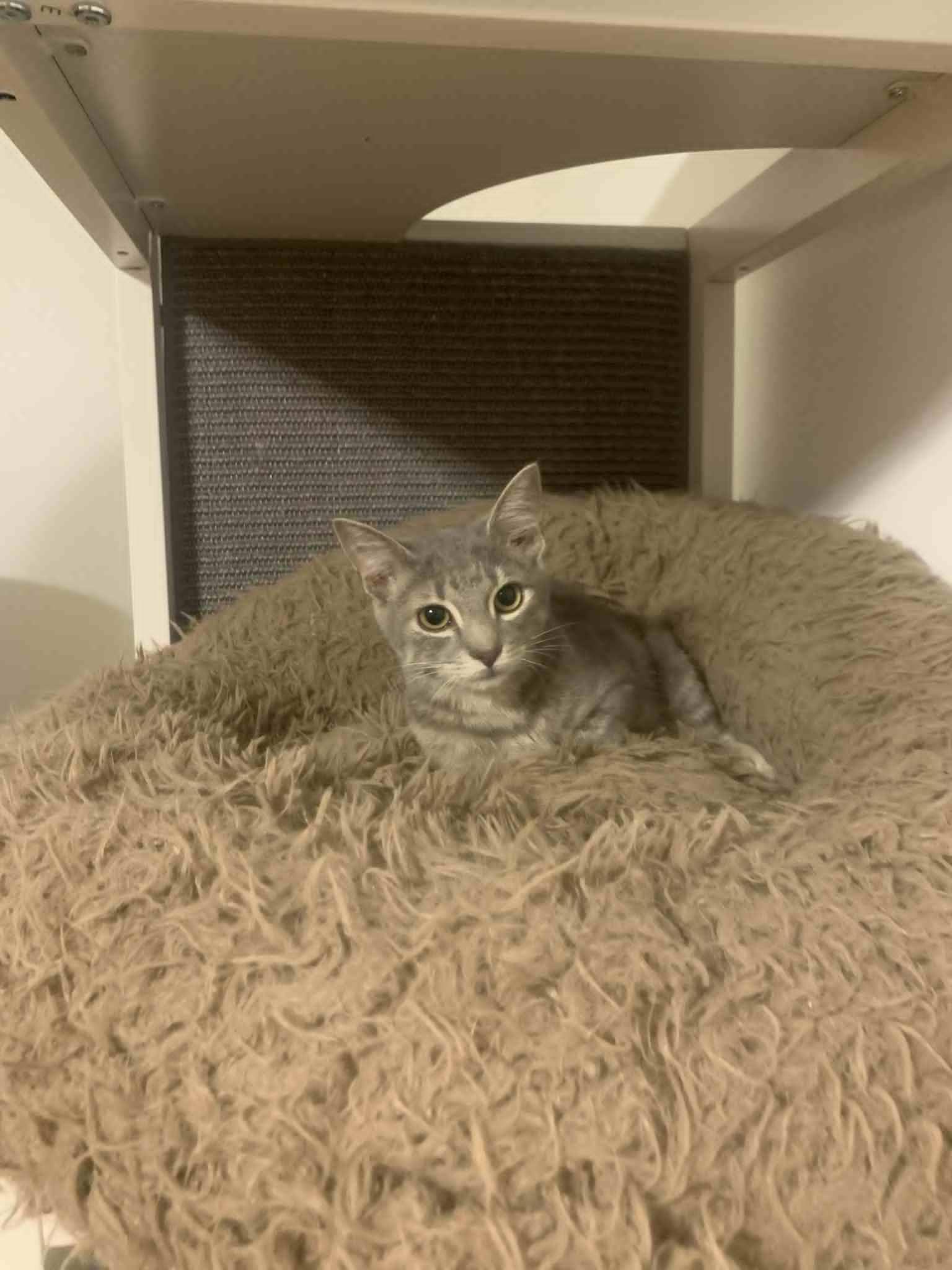 Jubilee, a Adopted Domestic Short Hair in Fredericksburg, VA image 2/6