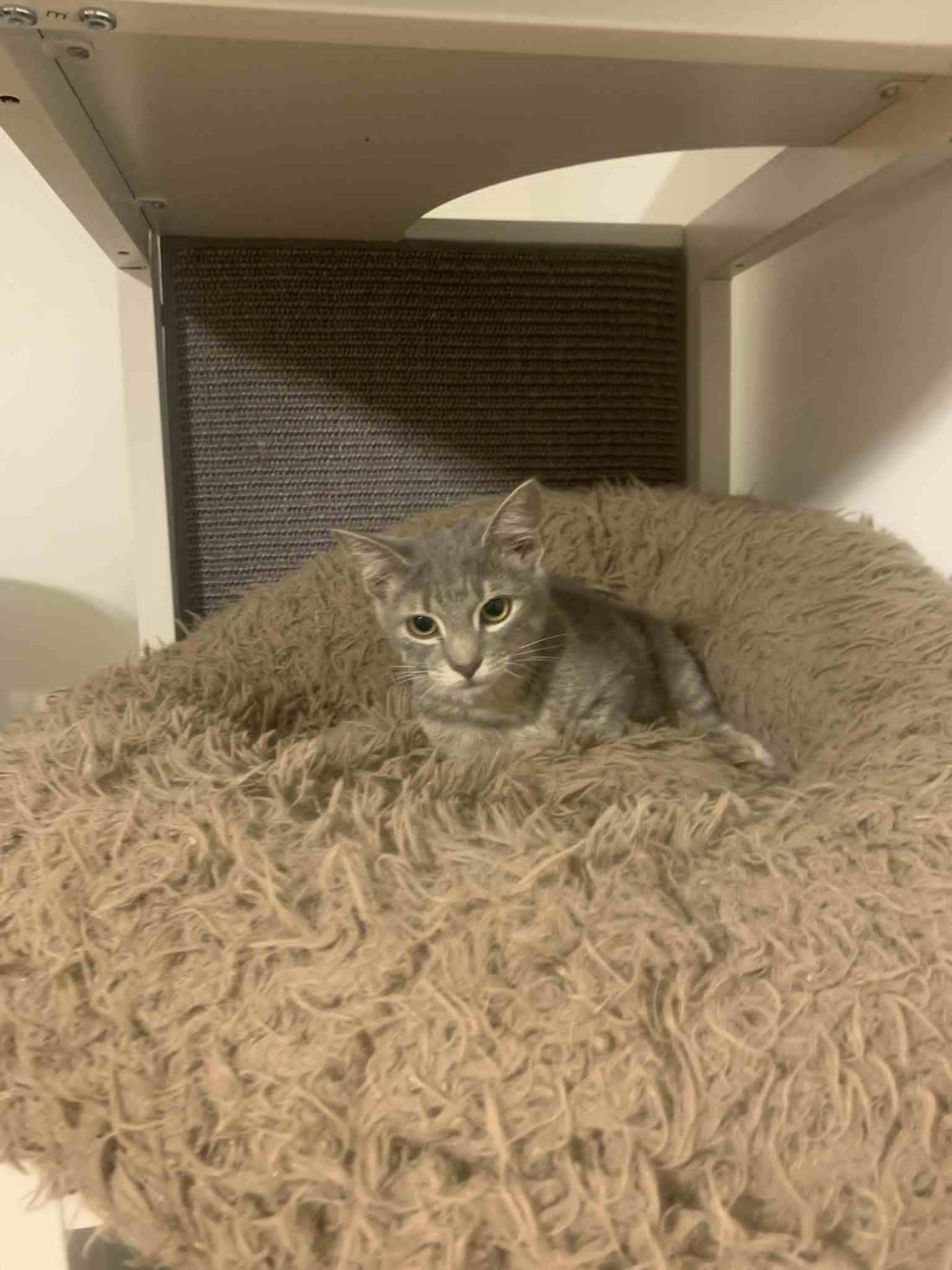 Jubilee, a Adopted Domestic Short Hair in Fredericksburg, VA image 4/6