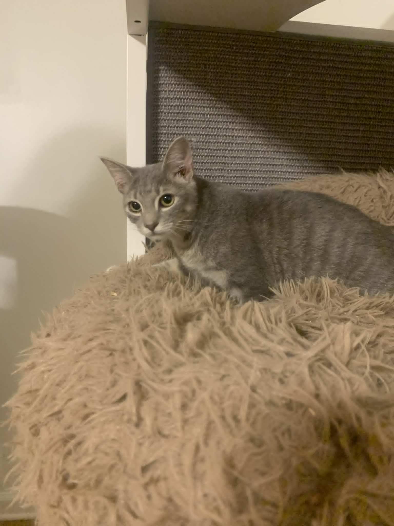 Jubilee, a Adopted Domestic Short Hair in Fredericksburg, VA image 5/6