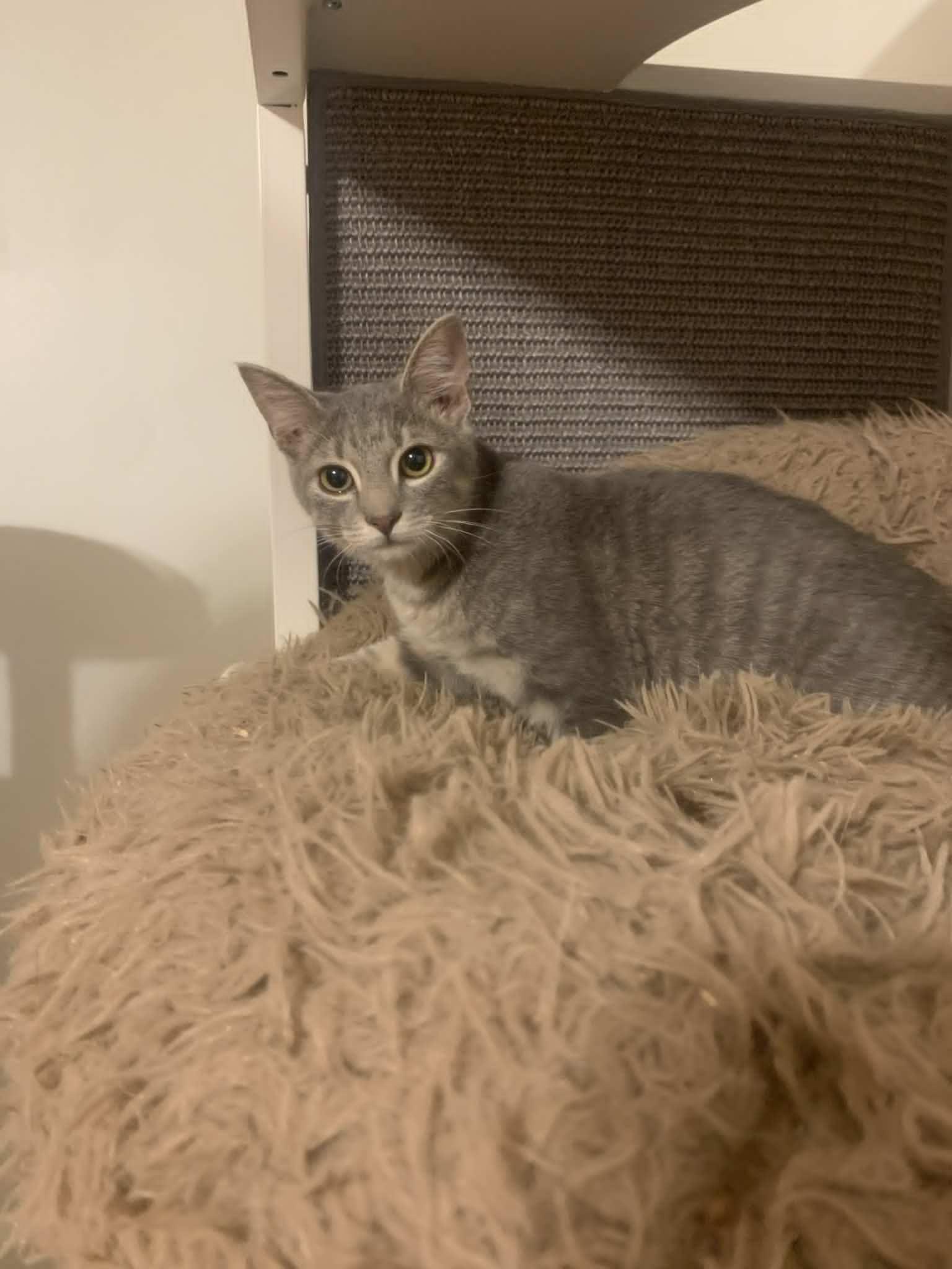 Jubilee, a Adopted Domestic Short Hair in Fredericksburg, VA image 6/6