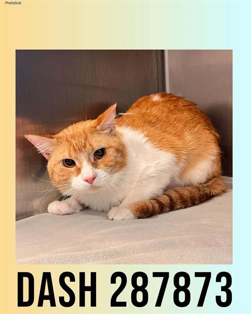 DASH — thumbnail 2