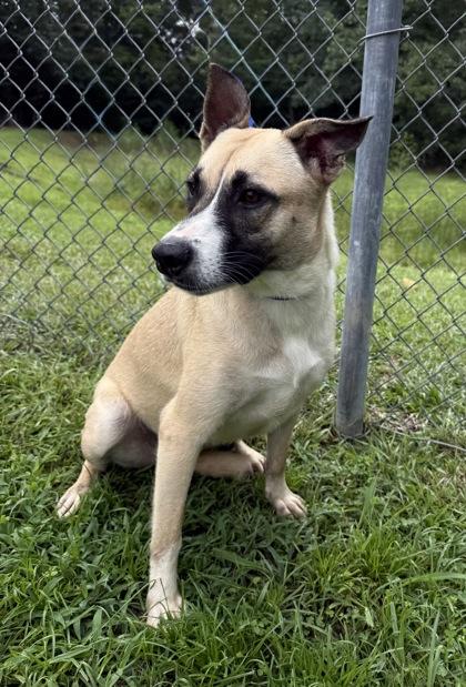 Mya, Adoptable, Puppy Female Siberian Husky & Mixed Breed.