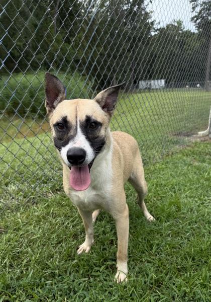 Enlarge Mya, a Adoptable mixed breed in Conway, SC image 2/3