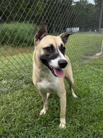 Enlarge Mya, a Adoptable mixed breed in Conway, SC image 3/3