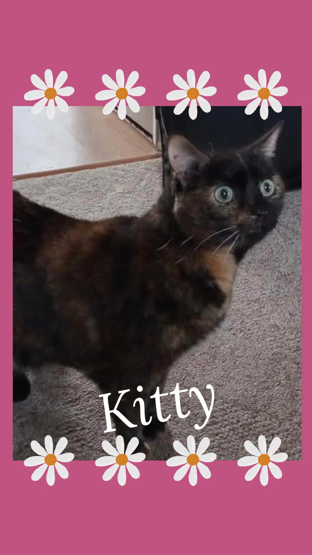 Enlarge Kitty Beasley, a Adoptable Domestic Short Hair in Kearney, NE image 2/3