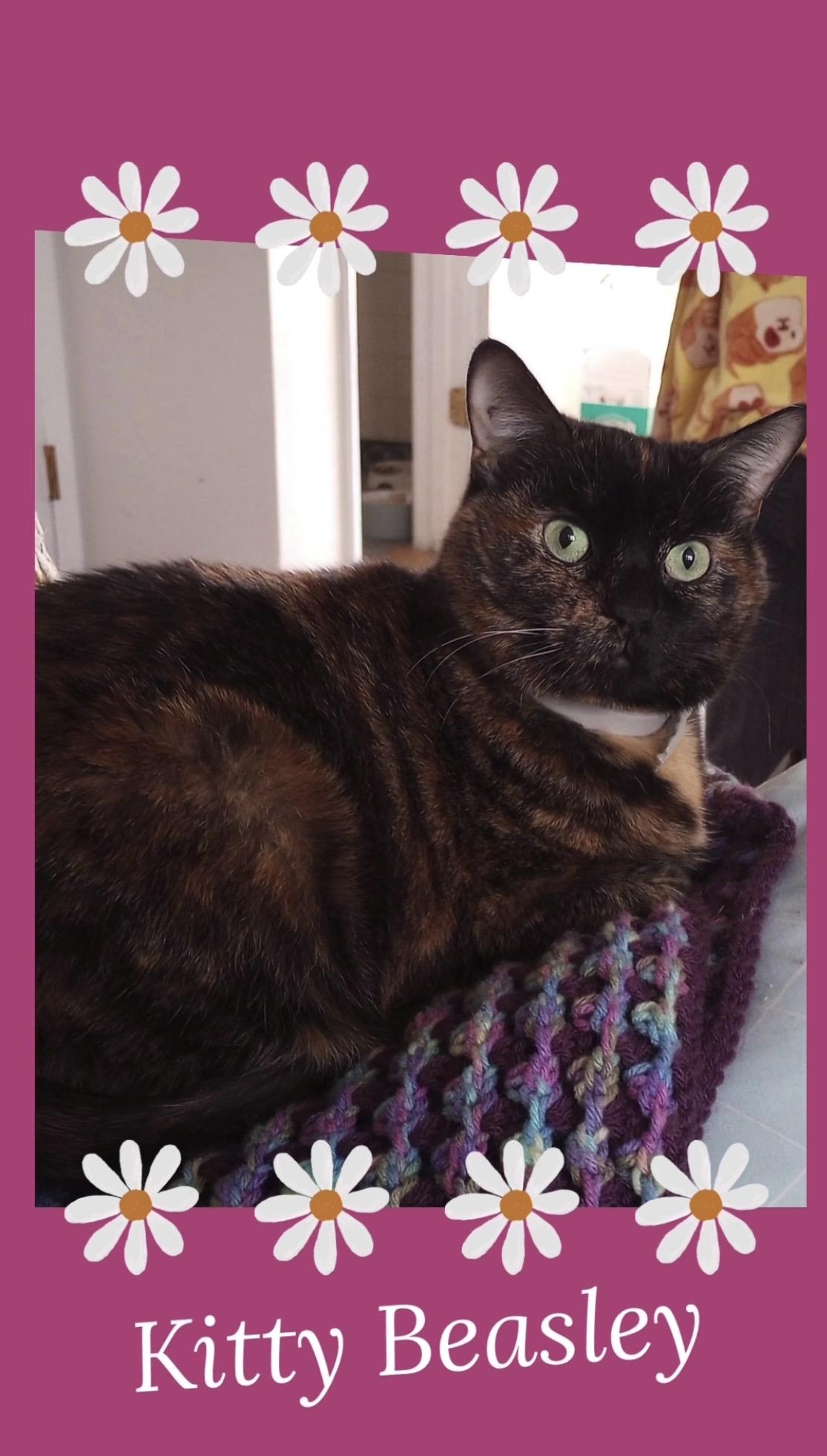 Enlarge Kitty Beasley, a Adoptable Domestic Short Hair in Kearney, NE image 1/3