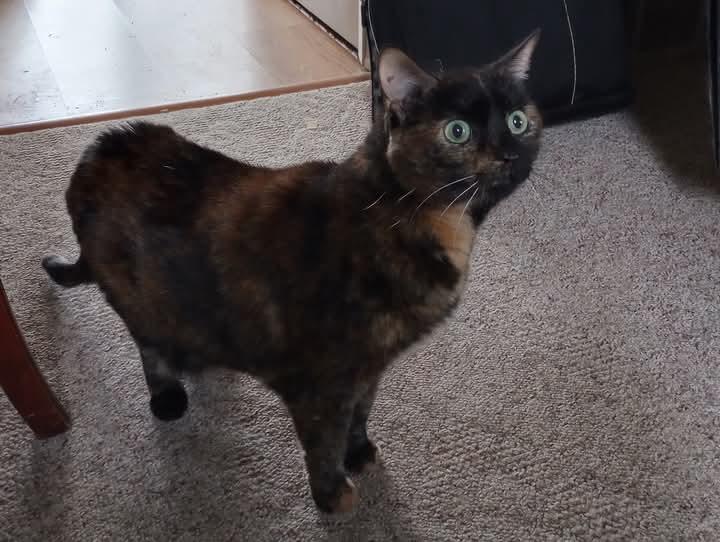 Enlarge Kitty Beasley, a Adoptable Domestic Short Hair in Kearney, NE image 3/3