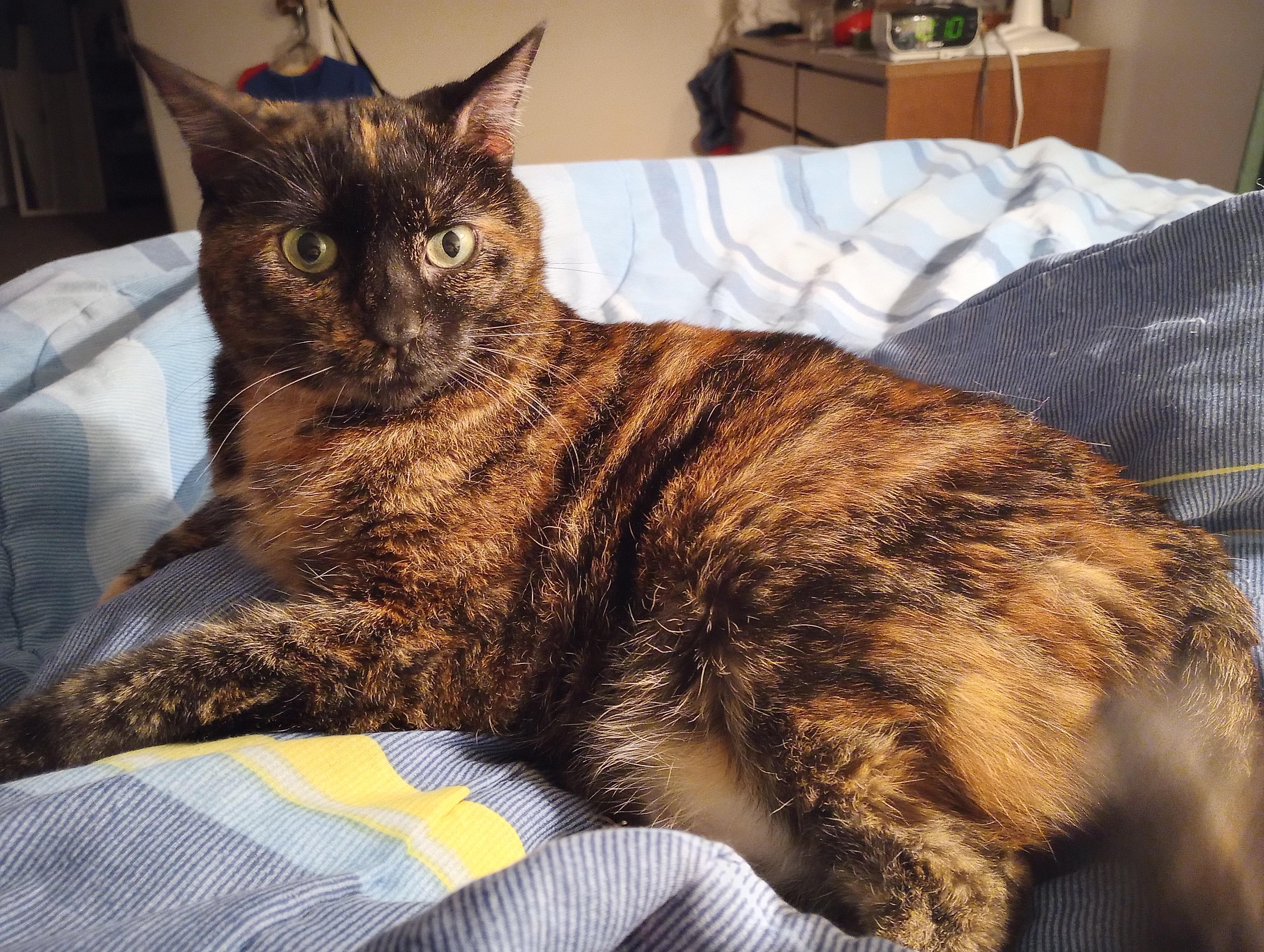 Kitty Beasley, Adoptable, Adult Female Domestic Short Hair.