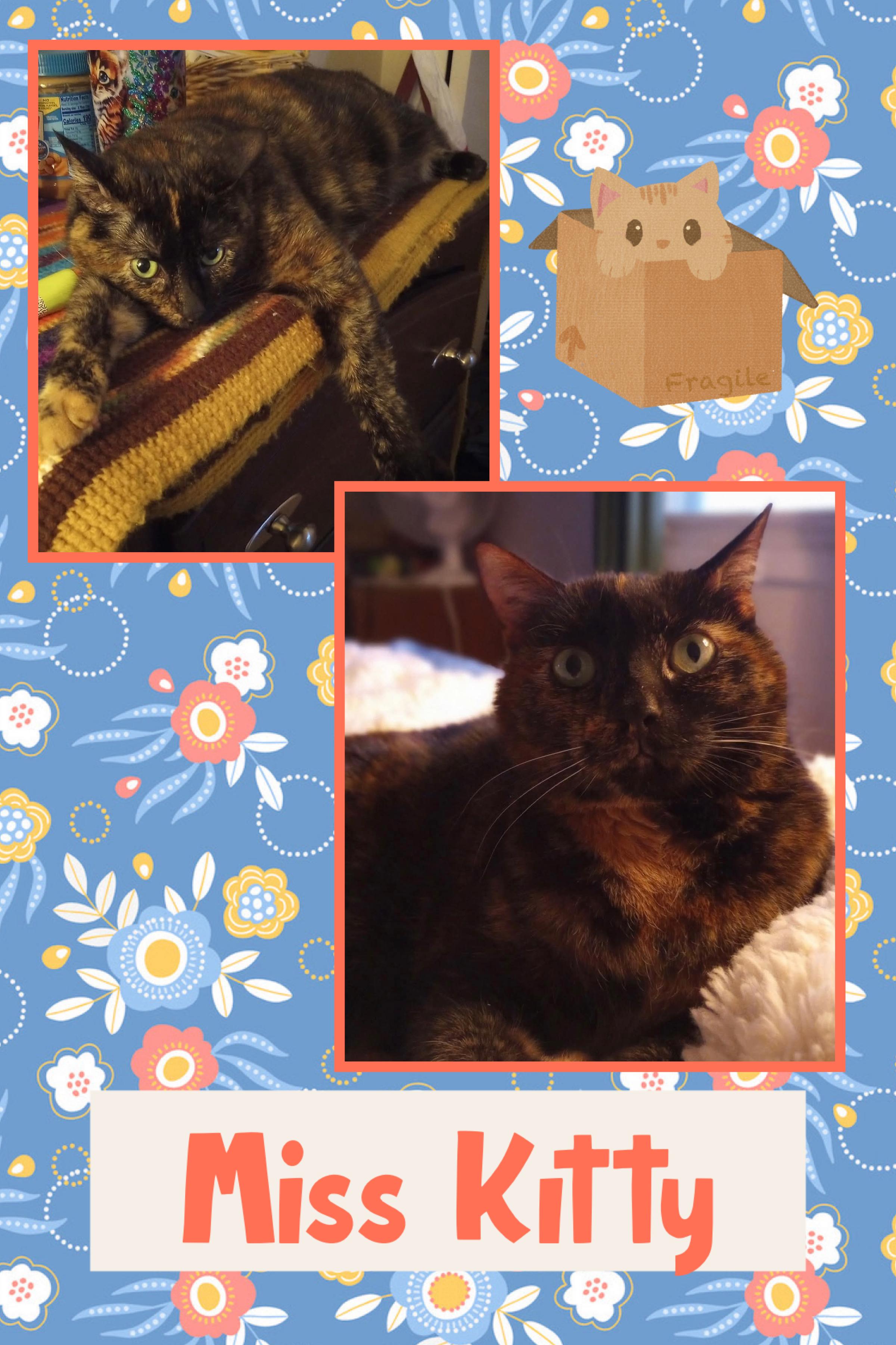 Kitty Beasley, Adoptable, Adult Female Domestic Short Hair.