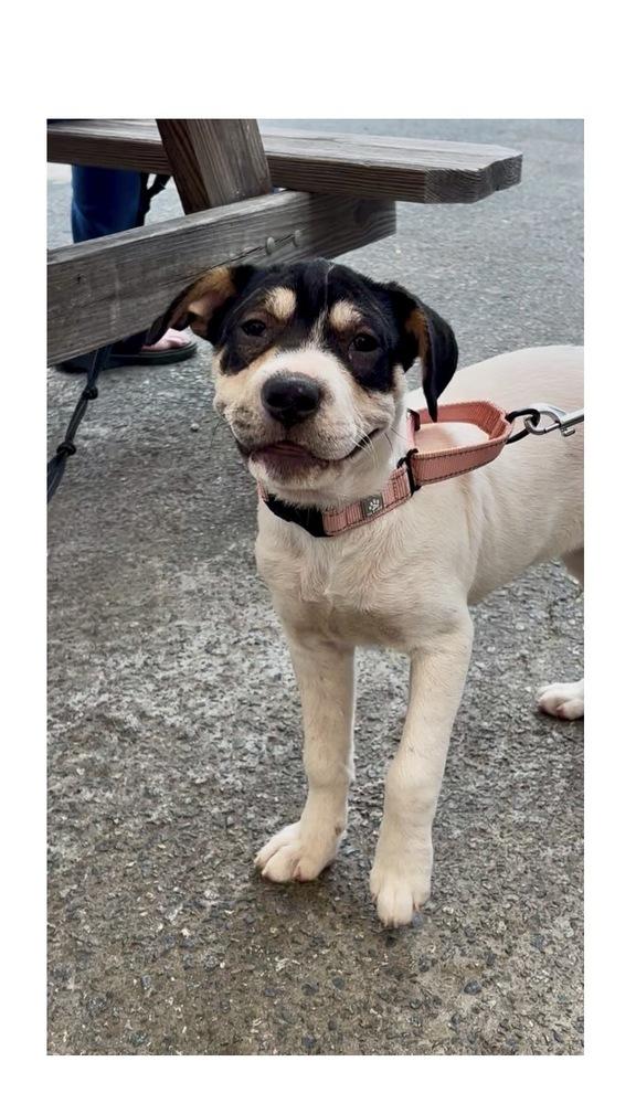 Jolene, Adoptable, Puppy Female Labrador Retriever & Shar-Pei.