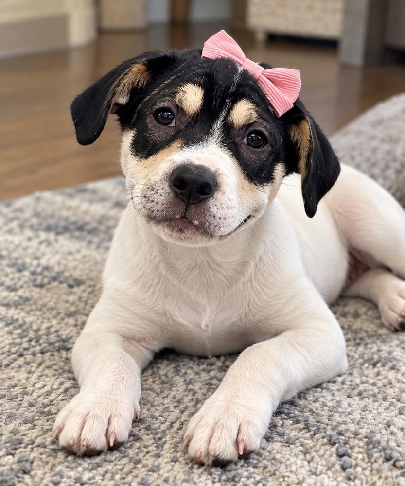 Enlarge Jolene, a Adoptable mixed breed in Mooresville, NC image 2/6