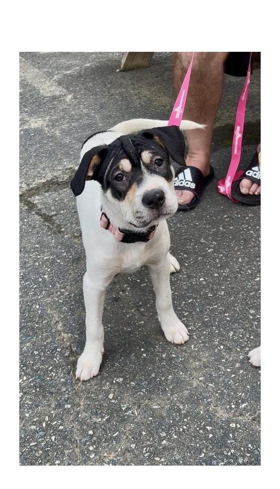 Enlarge Jolene, a Adoptable mixed breed in Mooresville, NC image 3/6
