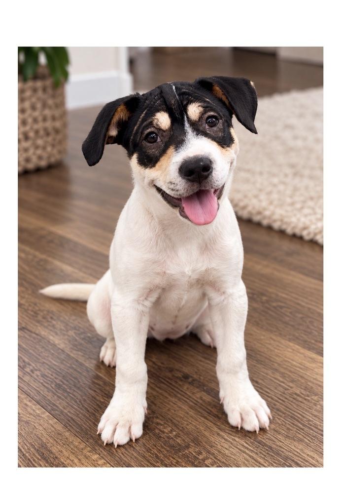 Enlarge Jolene, a Adoptable mixed breed in Mooresville, NC image 4/6