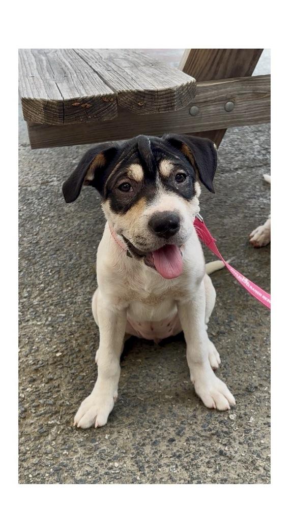 Enlarge Jolene, a Adoptable mixed breed in Mooresville, NC image 5/6