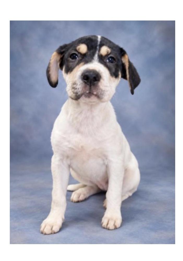 Enlarge Jolene, a Adoptable mixed breed in Mooresville, NC image 6/6