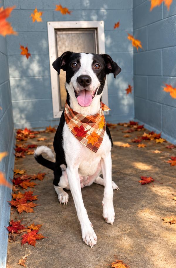 Enlarge Kameron, a Adoptable mixed breed in Lafayette, LA image 2/2