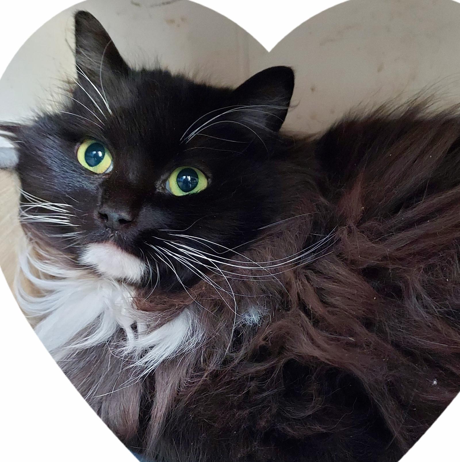 Lois, Adoptable, Young Female Domestic Long Hair.