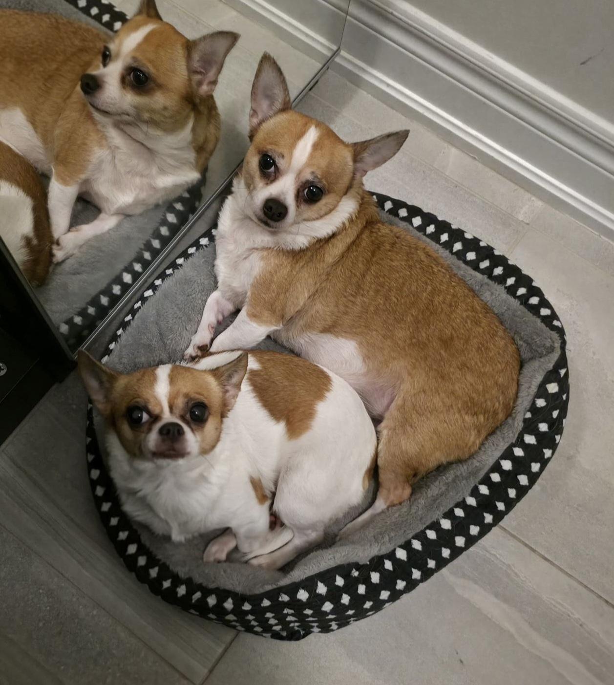 Miki, a ADOPTABLE Chihuahua in North York, ON image 2/4