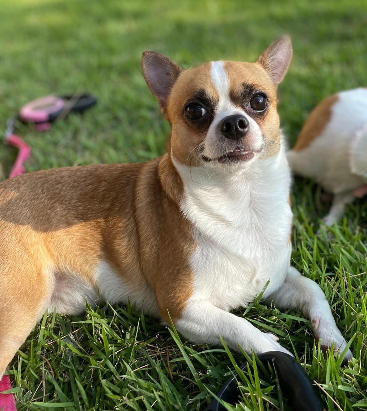 Miki, a ADOPTABLE Chihuahua in North York, ON image 1/4