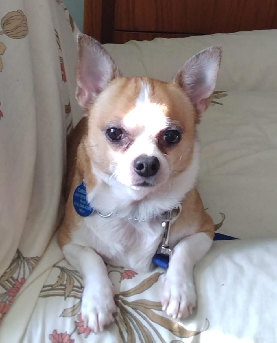 Miki, a ADOPTABLE Chihuahua in North York, ON image 3/4