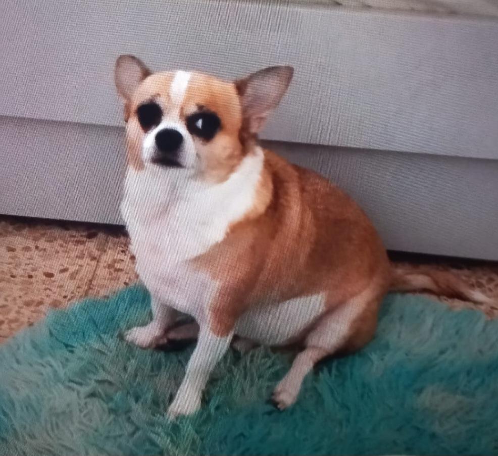 Miki, a ADOPTABLE Chihuahua in North York, ON image 4/4