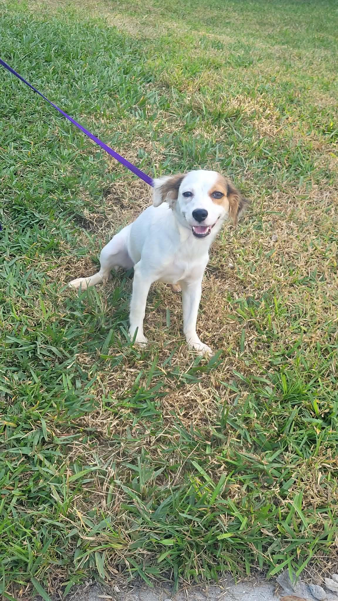 Blossom, ADOPTABLE, Young Female Spaniel.