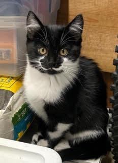 Pennie, a Adopted Tuxedo in Half Moon Bay, CA image 1/2