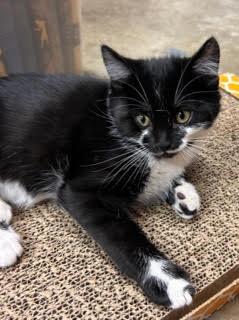 Pennie, a Adopted Tuxedo in Half Moon Bay, CA image 2/2