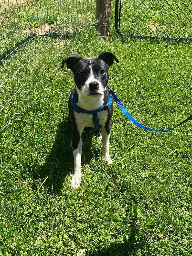 Jimmy, a Adoptable mixed breed in Osgood, IN image 1/3