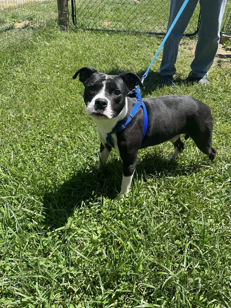 Jimmy, a Adoptable mixed breed in Osgood, IN image 2/3