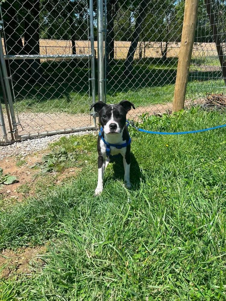 Jimmy, Adoptable, Adult Male Boston Terrier.