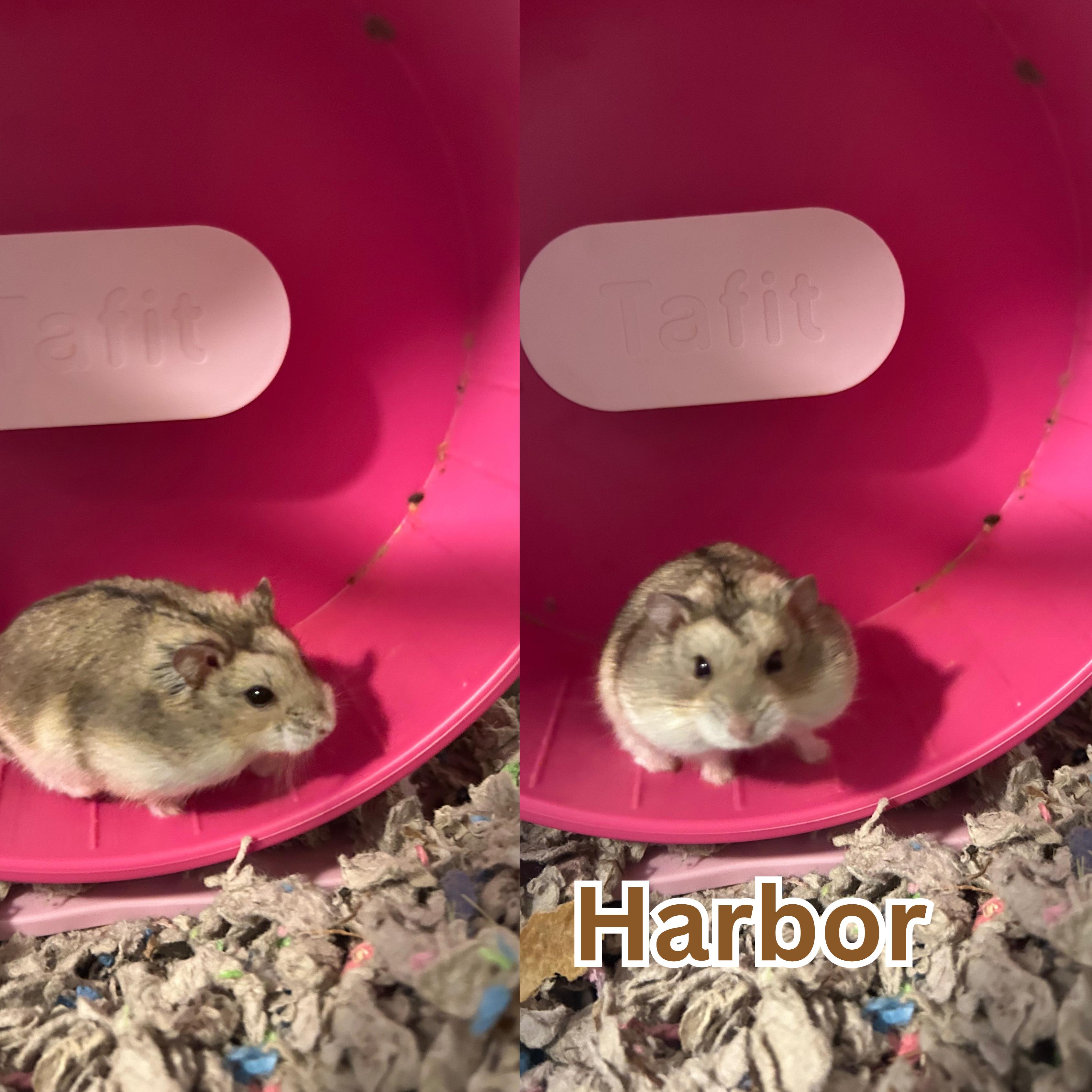 Harbor, Adoptable, Young Male Dwarf Hamster & Hamster.