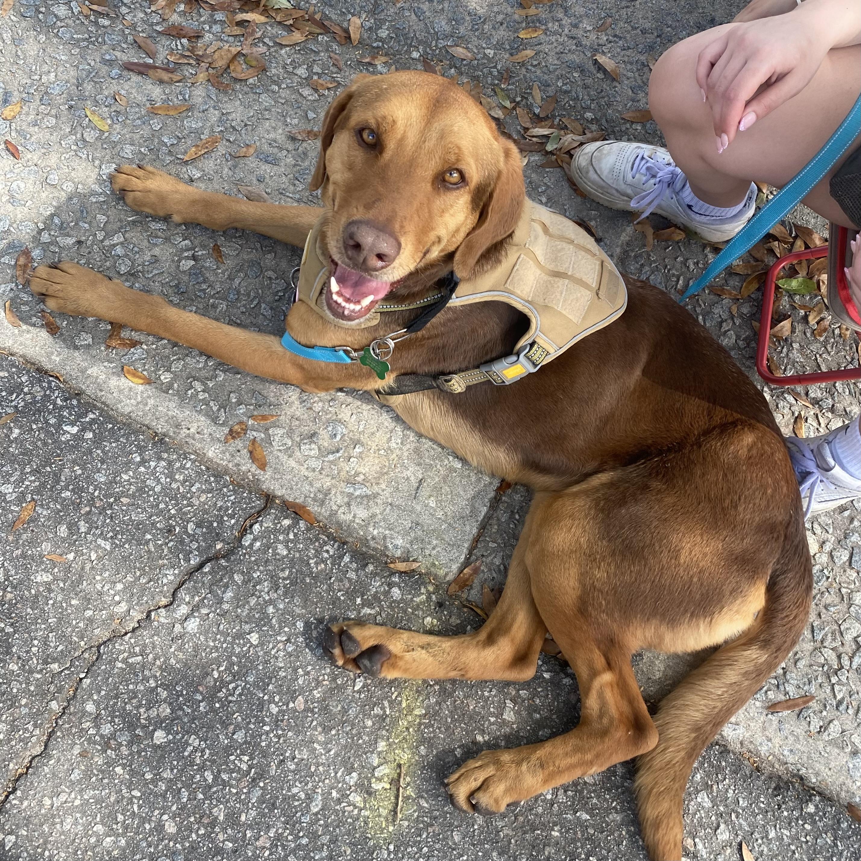 Enlarge Cosmo, an adopted mixed breed in Providence, RI image 5/6