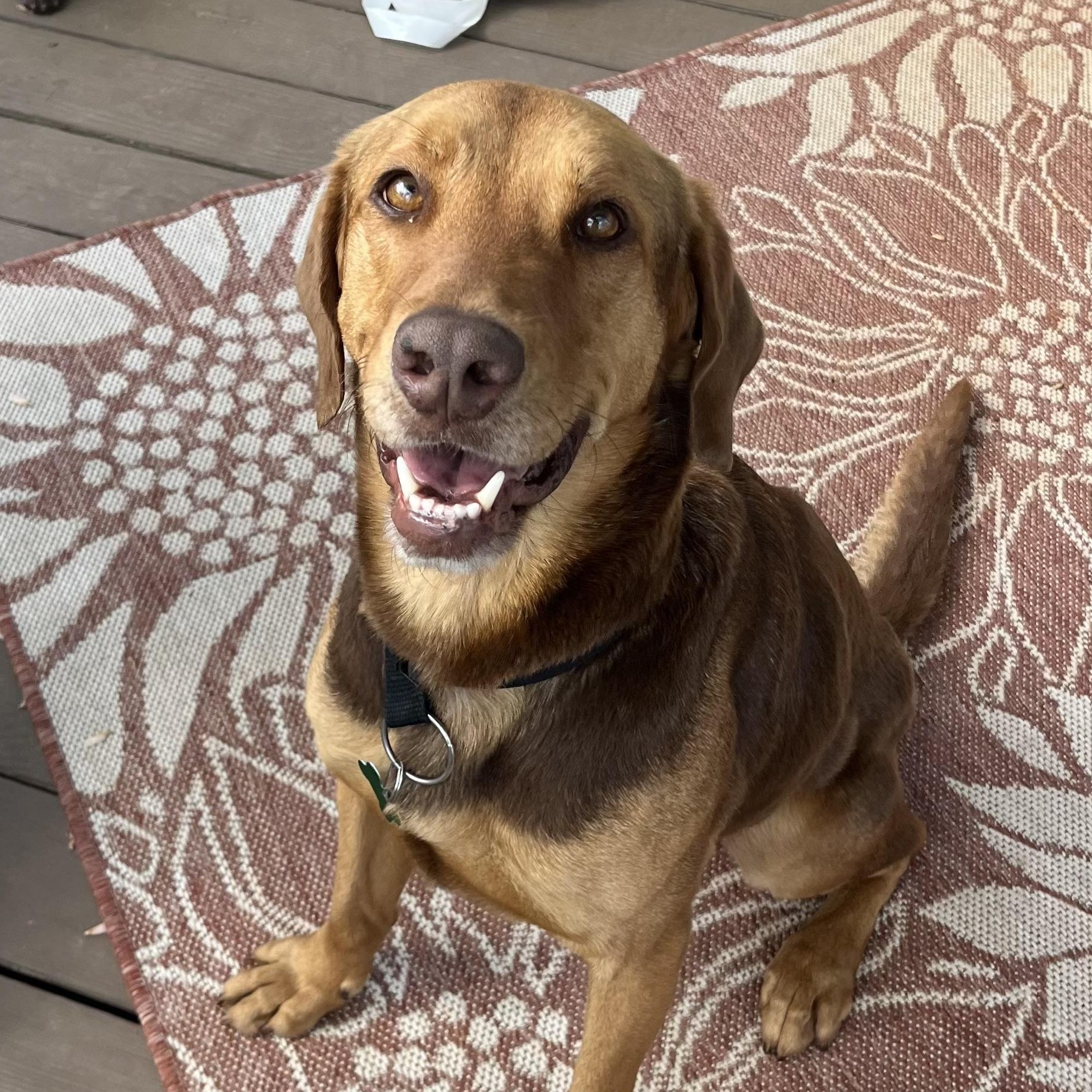 Enlarge Cosmo, an adopted mixed breed in Providence, RI image 1/6