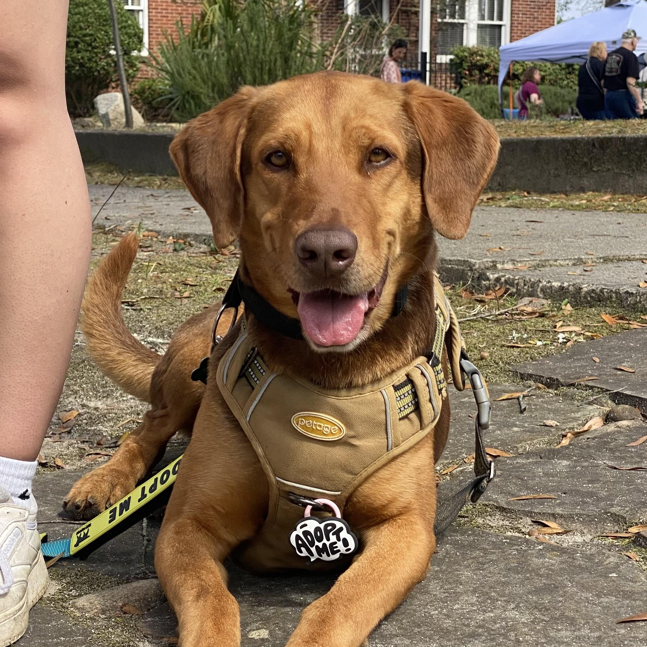 Enlarge Cosmo, an adopted mixed breed in Providence, RI image 2/6