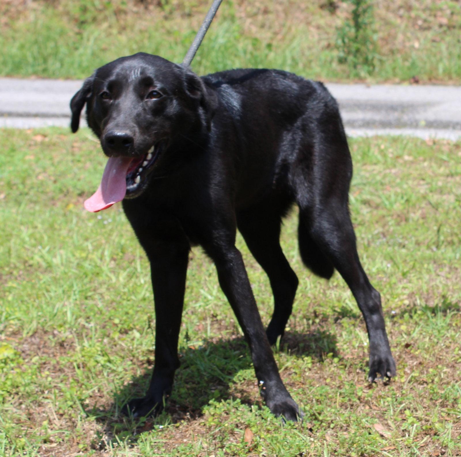 Bonita 43457, Adoptable, Adult Female Black Labrador Retriever.