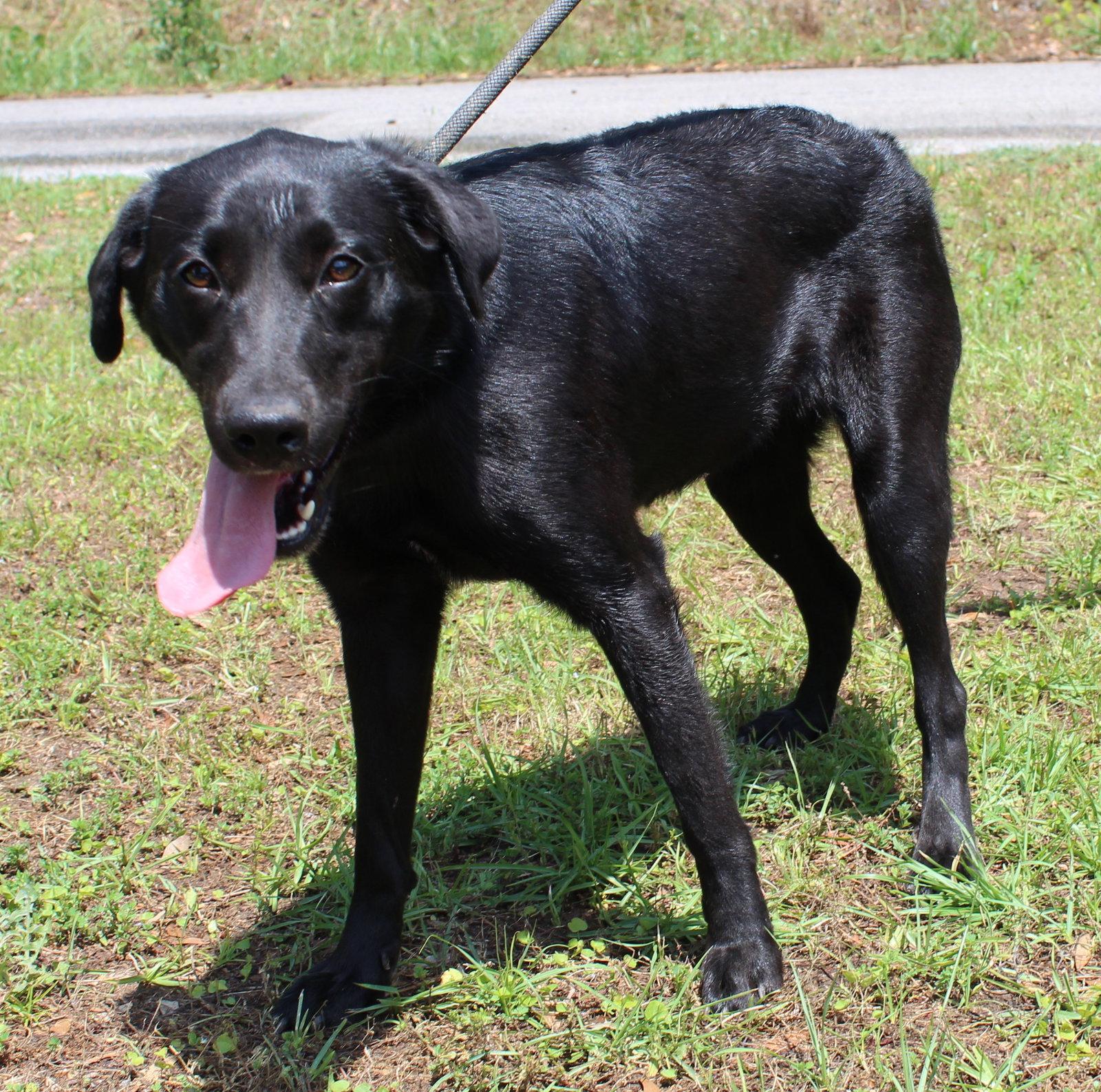 Enlarge Bonita 43457, a Adoptable Black Labrador Retriever in Prattville, AL image 2/3